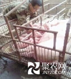 修飛機(jī)不如當(dāng)豬倌 瘦肉型豬種叫得歡
