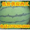 批發(fā)山東西瓜西瓜價格便宜
