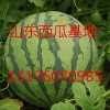 山東求購萬畝京欣西瓜產地批發13176070985