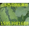 15953981688山東西瓜種植基地批發中心購銷基地