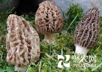 湖北松滋：1.5億引進羊肚菌深加工項目