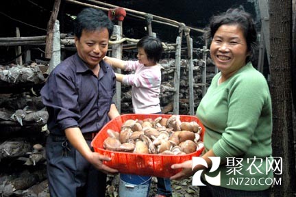 河南靈寶：食用菌產(chǎn)業(yè)升級 年產(chǎn)值達10億