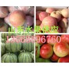 山東紅富士蘋果價格山東蘋果供應產地紅富士蘋果批發價格