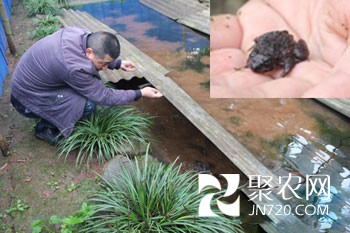 堅持4年不放棄 石蛙養殖成大器
