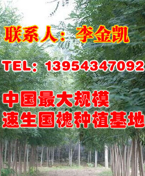 山東陽信國槐小苗基地價格,濱州陽信國槐小苗供應(yīng)批發(fā)價格_童信苗木