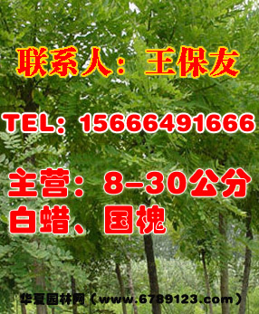 山東濱州白蠟小苗供應(yīng)價格,濱州大量供應(yīng)白蠟,山東泰安白蠟苗木基地