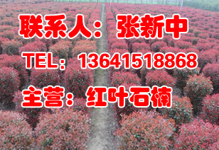 沭陽精品紅葉石楠球處理價格,沭陽紅葉石楠球批發價格,沭禾園藝