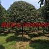 陜西桂花樹2-25公分、陜西高桿桂花樹、重慶桂花8-20
