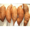求購(gòu)優(yōu)質(zhì)紅薯紫薯麻山藥芋頭