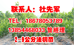 山東法桐小苗價格,山東濰坊高密法桐小苗處理價格,先君苗木