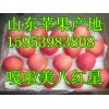 山東美八蘋果/黃金梨價格