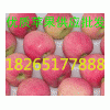 【蘋果銷售批發 嘎啦蘋果價格】