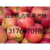 供應山東蘋果批發基地現看現摘貨