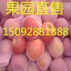 【15266681888】山東蘋果產地價格