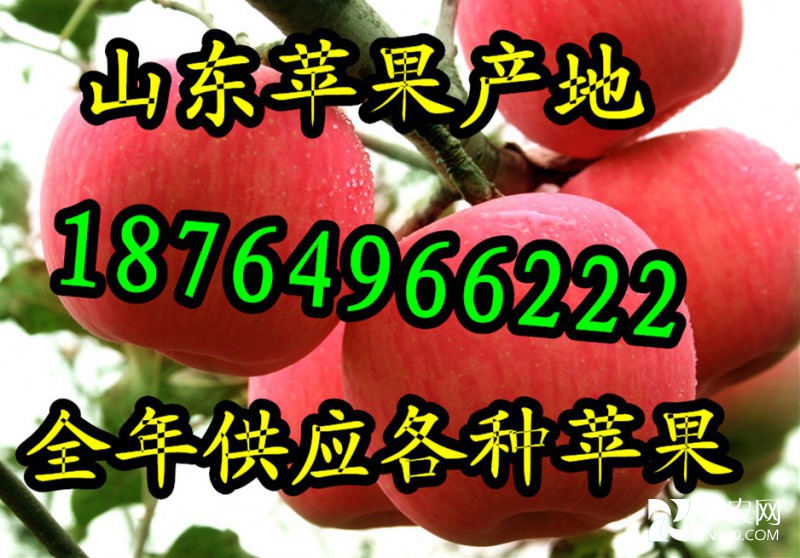 全年供應蘋果_字