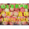 18265177888哪里蘋果價格便宜 哪里蘋果好吃多