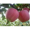 山東紅星蘋果大量供應