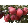 山東紅星蘋(píng)果價(jià)格紅將軍蘋(píng)果行情