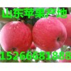 山東蘋果供應(yīng)、山東蘋果批發(fā)、煙臺蘋果
