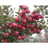 15266665888山東紅星金帥蘋果產地批發