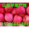 山東蘋果、山東蘋果價(jià)格、蘋果供應(yīng)基地