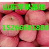 山東蘋果供應批發
