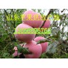 13668696760山東紅富士蘋果價格水晶富士批發(fā)價格