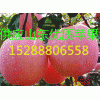銷售供應山西晉中紅星紅將軍蘋果產(chǎn)地 紅富士蘋果產(chǎn)地