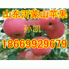 山東紅星紅將軍批發 喜迎金秋十月