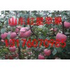 13176070985山東蘋果市場批發銷售紅星紅富士蘋果