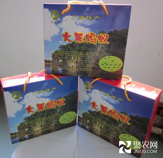 擬黑多刺螞蟻圖(7)