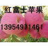 批發紅富士產地最新報價