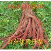 大量出售山東優質丹參、黃芩