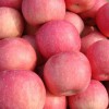 大量批發(fā)銷(xiāo)售山東紙袋紅富士蘋(píng)果