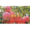 大量供應山東紅富士蘋果