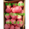 2015年山東紅富士蘋果上市價格行情分析