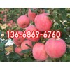 山東紅富士蘋果最新報價13668696760紅富士批發(fā)價格