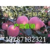 13287132321紅富士蘋果6毛了