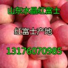 山東蘋果產地/山東蘋果產地價格