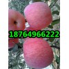 供應(yīng)紅富士蘋果山東紅富士蘋果價(jià)格