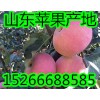 山東紅富士蘋果哪里價(jià)格便宜好吃
