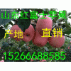 山東紅富士蘋果什么價(jià)格哪里價(jià)格便宜