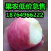 山東紅富士蘋果批發(fā)價格紅富士蘋果產(chǎn)地價格行情