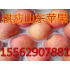 山東優質紅富士蘋果大量上市