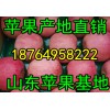 18764958222紅富士蘋果怎么批發/山東紅富士蘋果價格