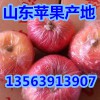 山東地區(qū)紅富士蘋果哪里最好吃，哪里紅富士蘋果便宜質(zhì)量最好