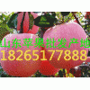 最新山東紅富士蘋果批發(fā)價格