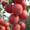 山東紅富士蘋果多少錢一斤，紅富士蘋果產地最低批發價格