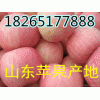 山東蘋果批發18265177888紅富士蘋果價格