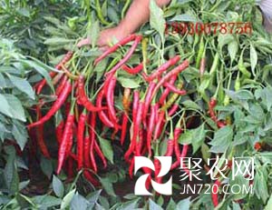 紅豐一號(hào)